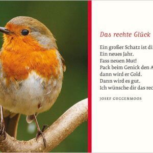 Textkarte B6 :  Rotkehlchen ohne Kuvert