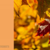 Faltkarte : Herbstlaub