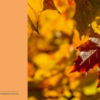Herbstlaub