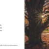 Herbstbaum